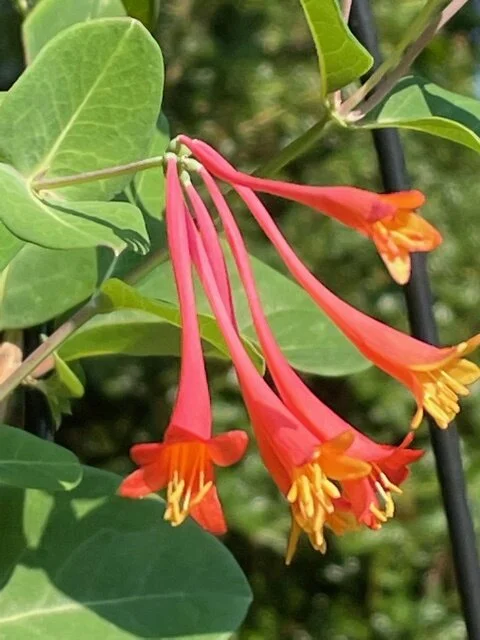 What's blooming in our pollinator garden?