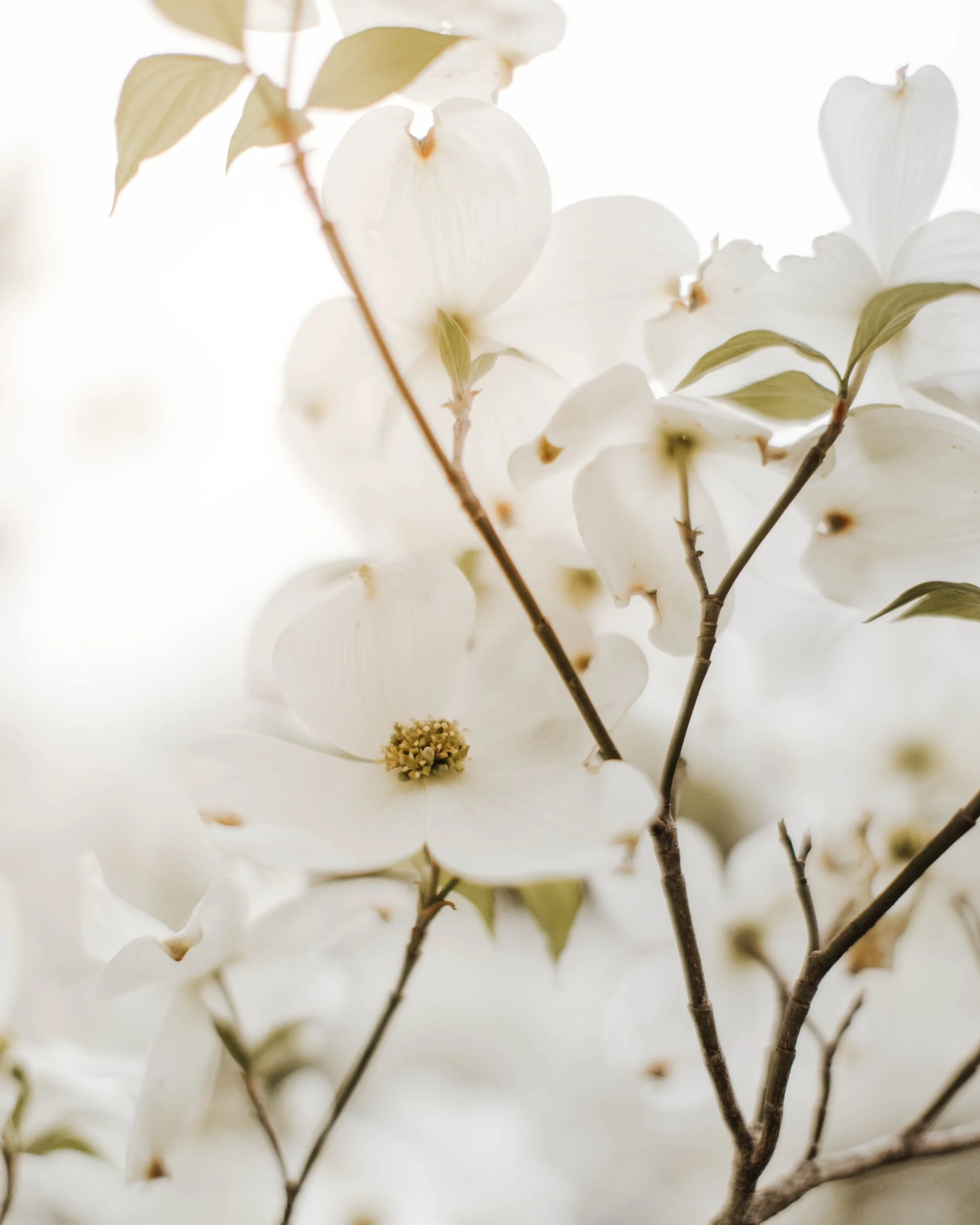A Letter from Lindy March 19