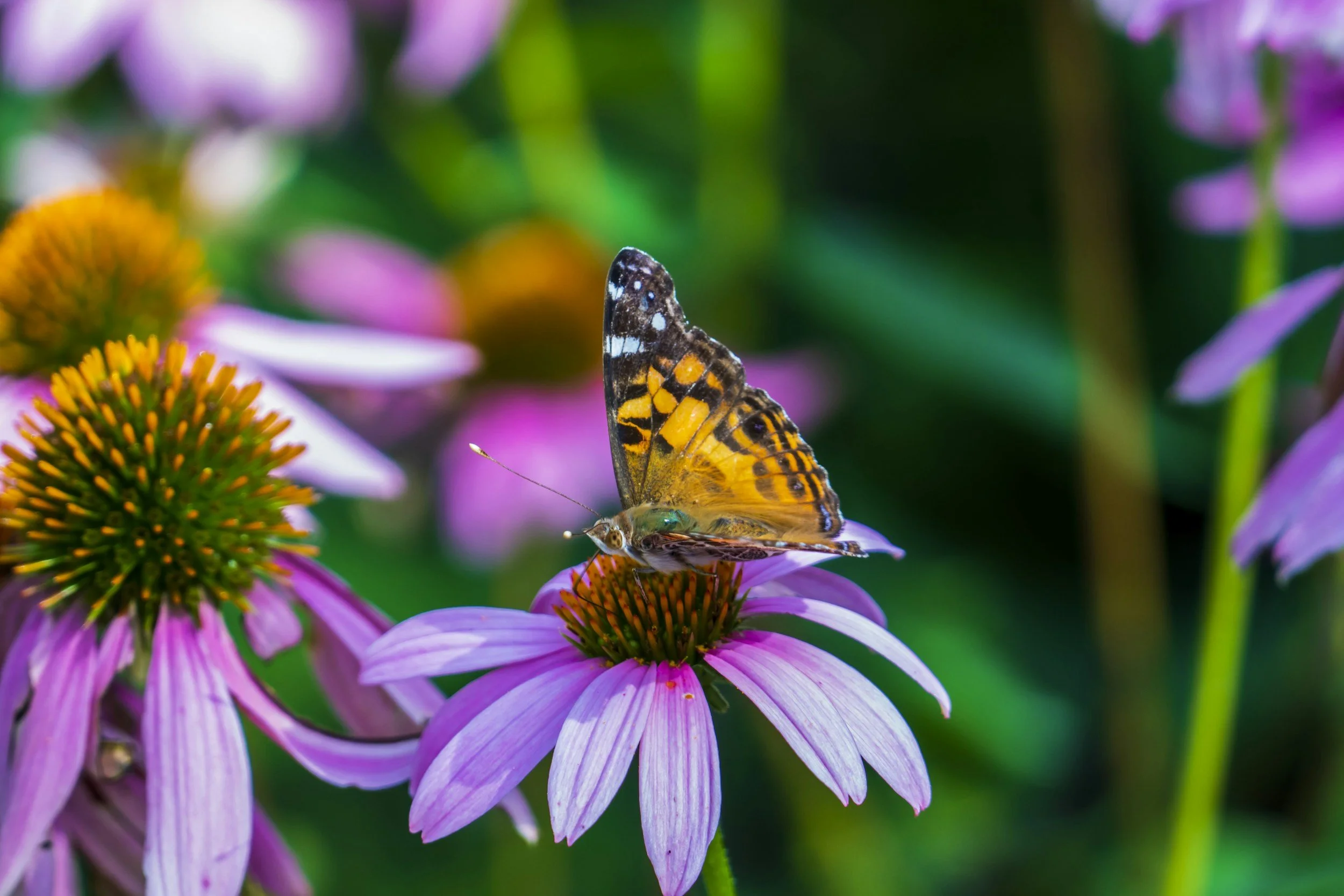 Worship Sunday, August 31
