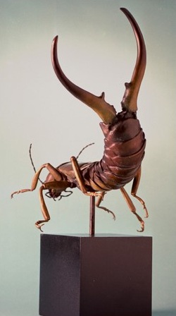 thumbnail_earwig2.jpg