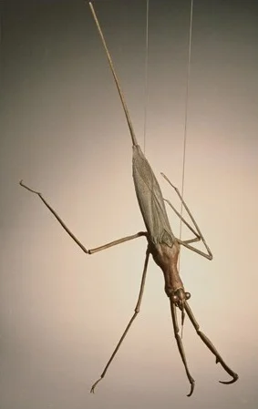 thumbnail_waterScorpion1.jpg