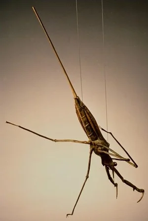 thumbnail_waterScorpion2.jpg