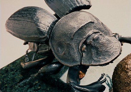 thumbnail_dungBeetle2.jpg