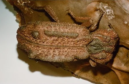 thumbnail_fungusBeetle1.jpg