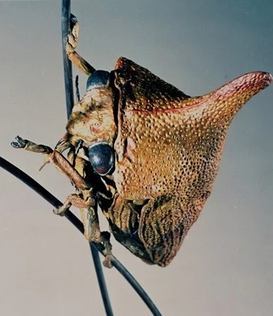 thumbnail_treehopper3.jpg