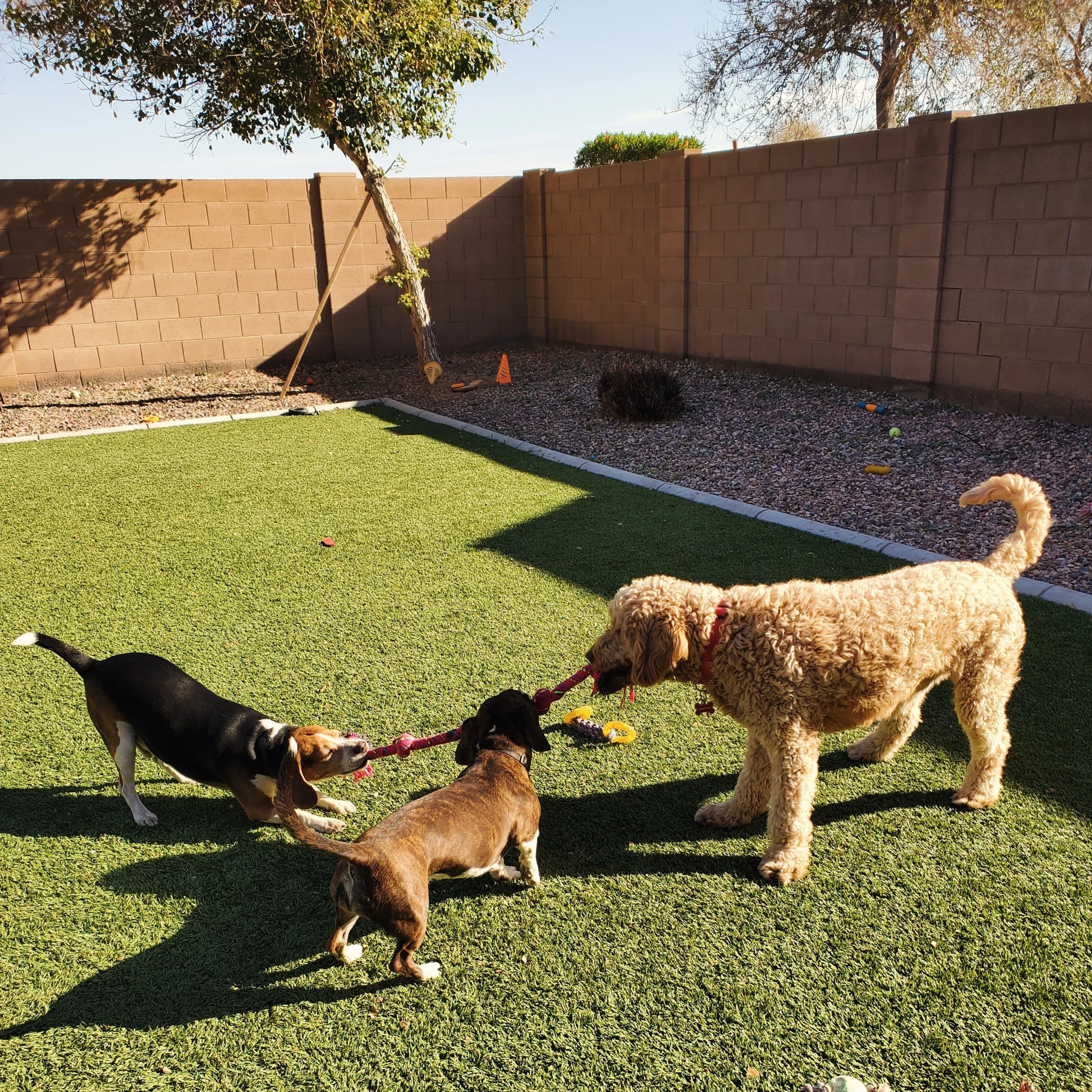 Need a safe outdoor space for pets?