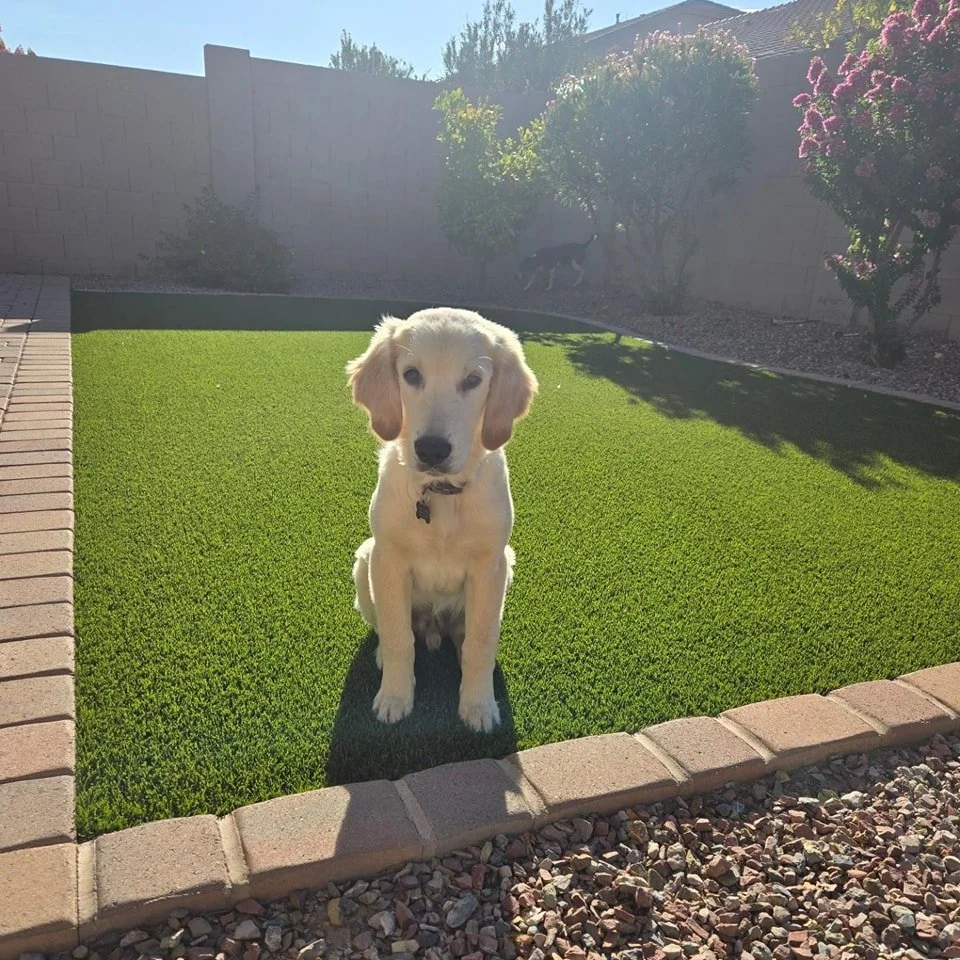Did you know all of our turf is pet friendly!?