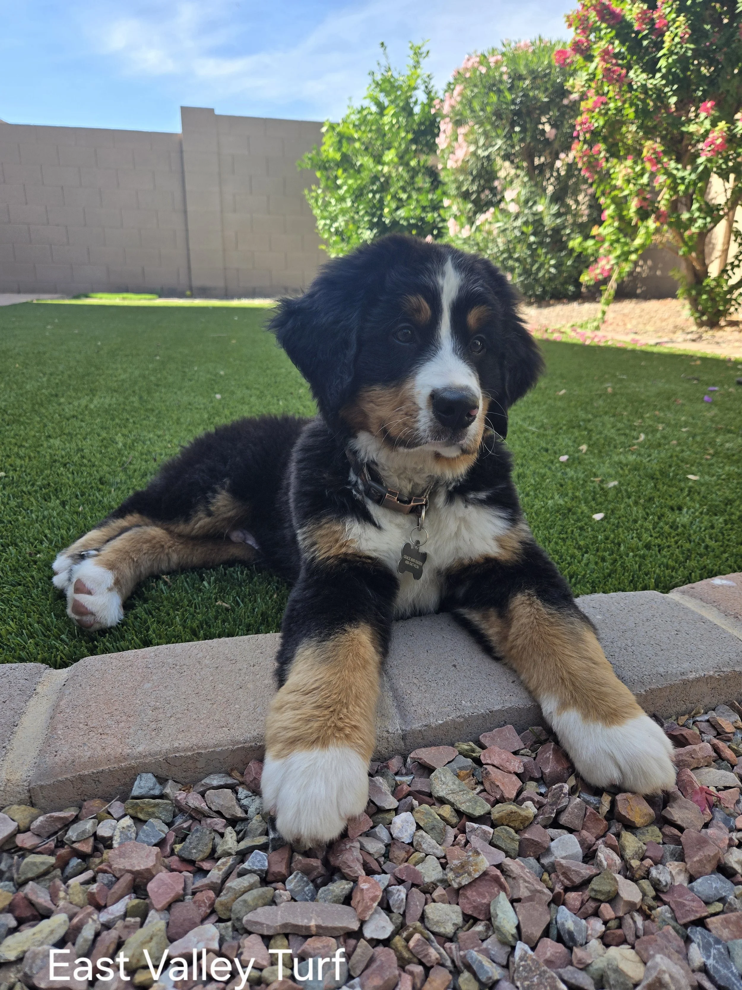 How does turf do in the Arizona heat for dogs?