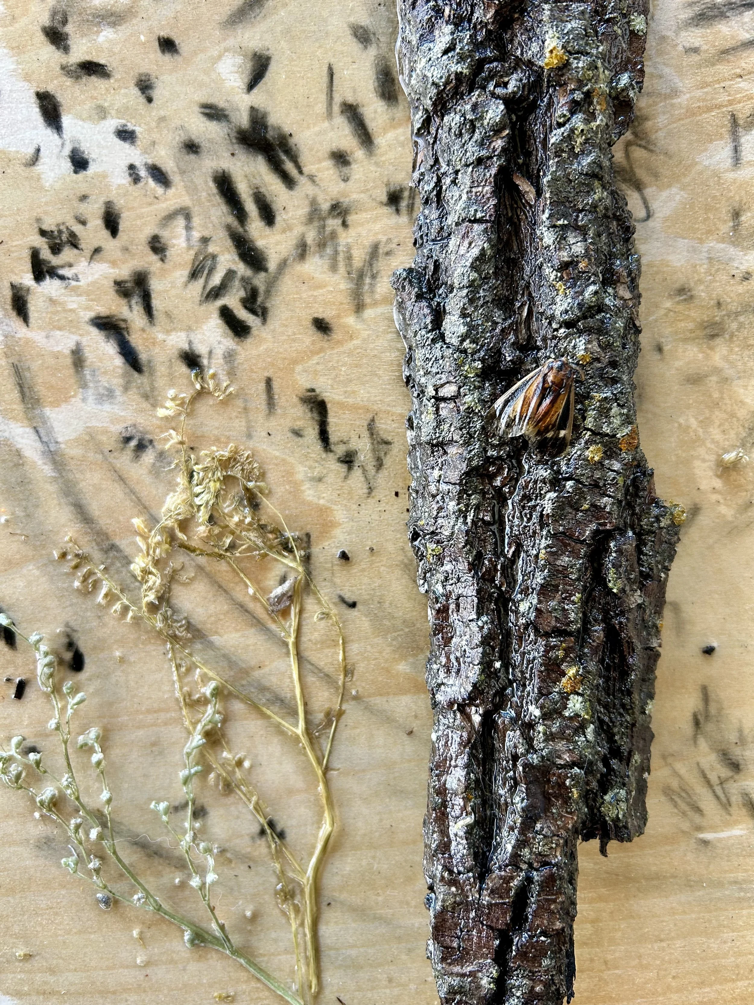 FullSizeRender (3).jpeg