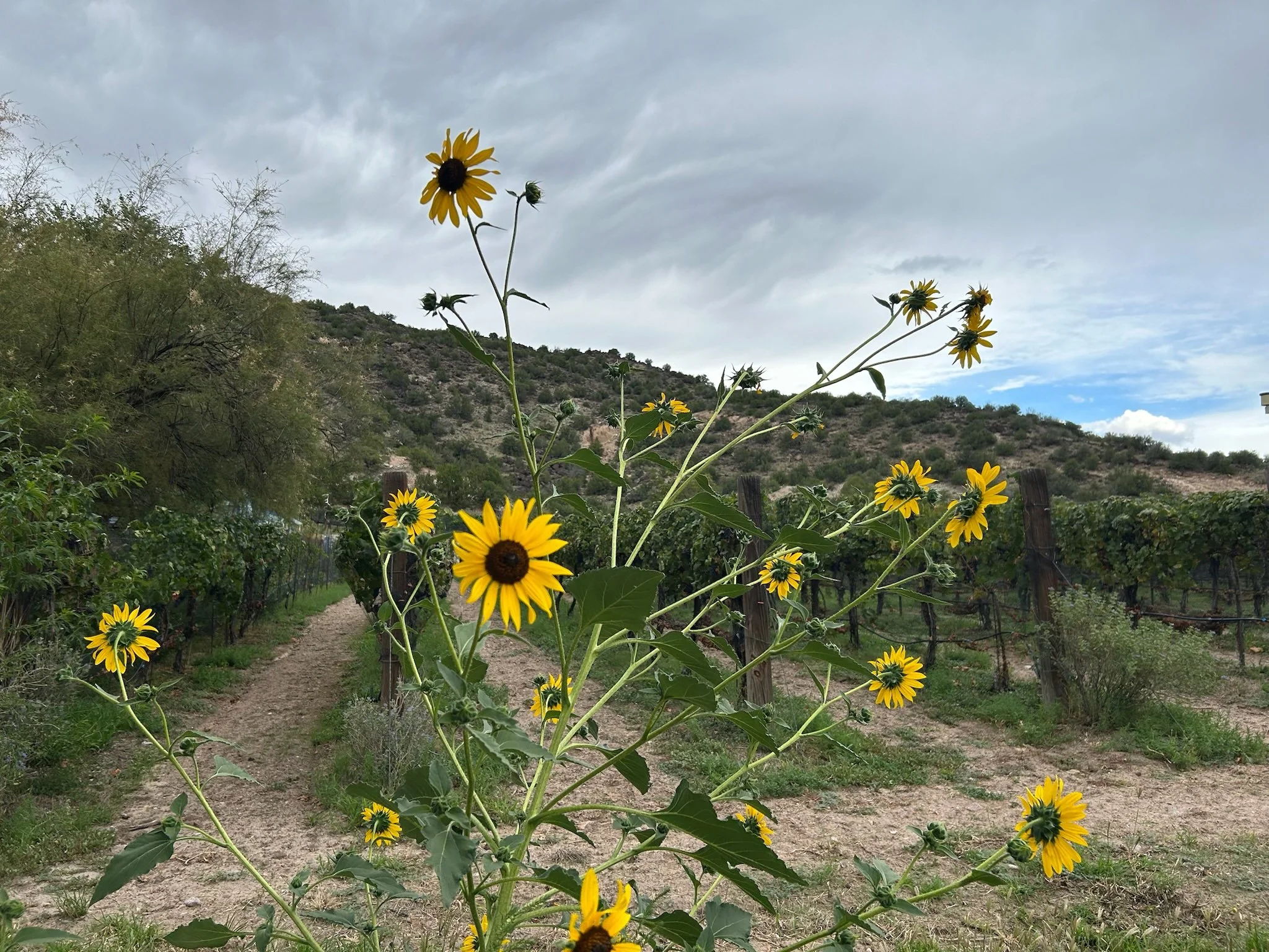 Taos_SunflowerVineyard.JPG
