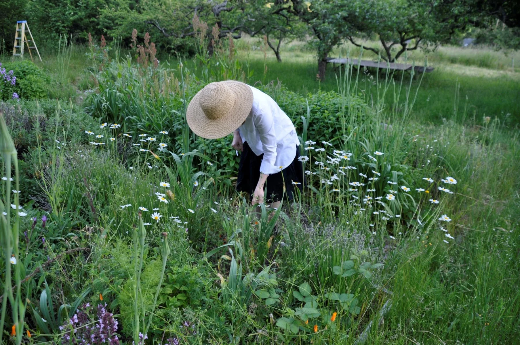 Lori Carter in perennial flower garden