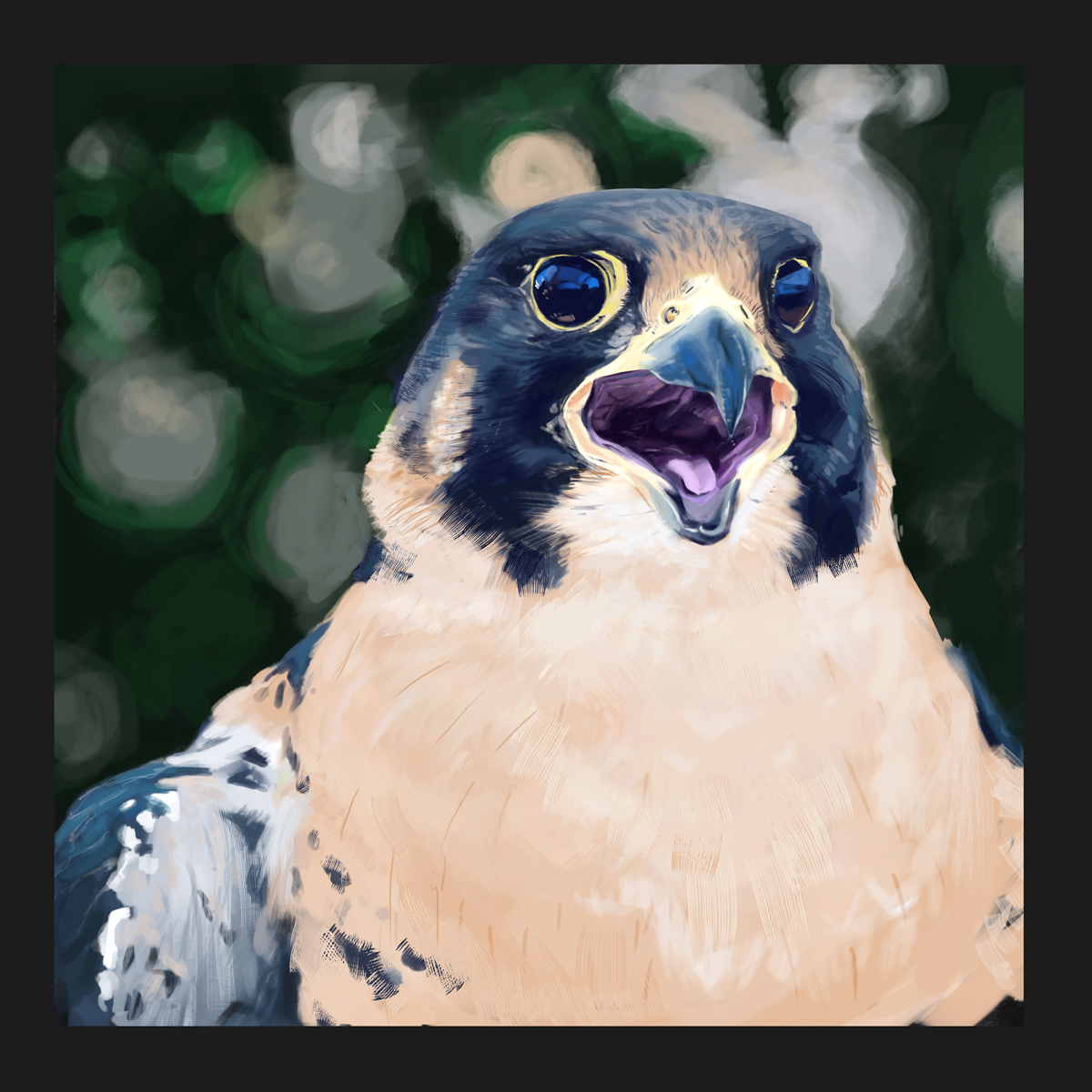 Peregrine-Falcon-4hr-Study.png