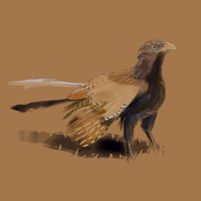 Pheasant-Coucal.jpg