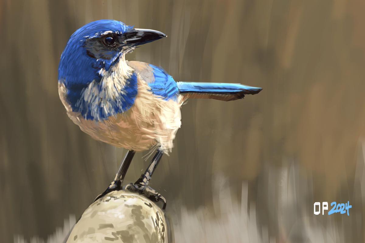 California Scrub Jay