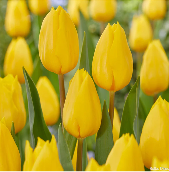 Tulips - Strong Gold.png