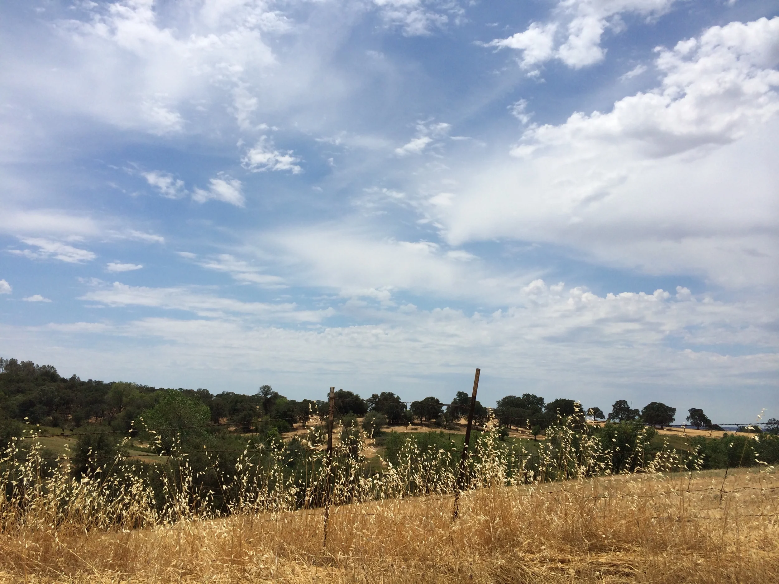 IMG_4193.jpeg