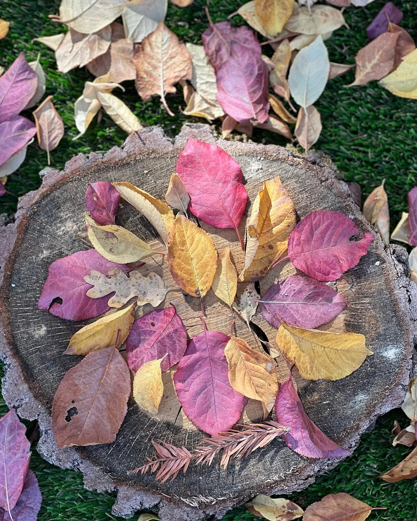 There is a season turn, turn, turn #fall #mothernature #grateful ππΌπβ¨πβ¨πβ¨ππΌ