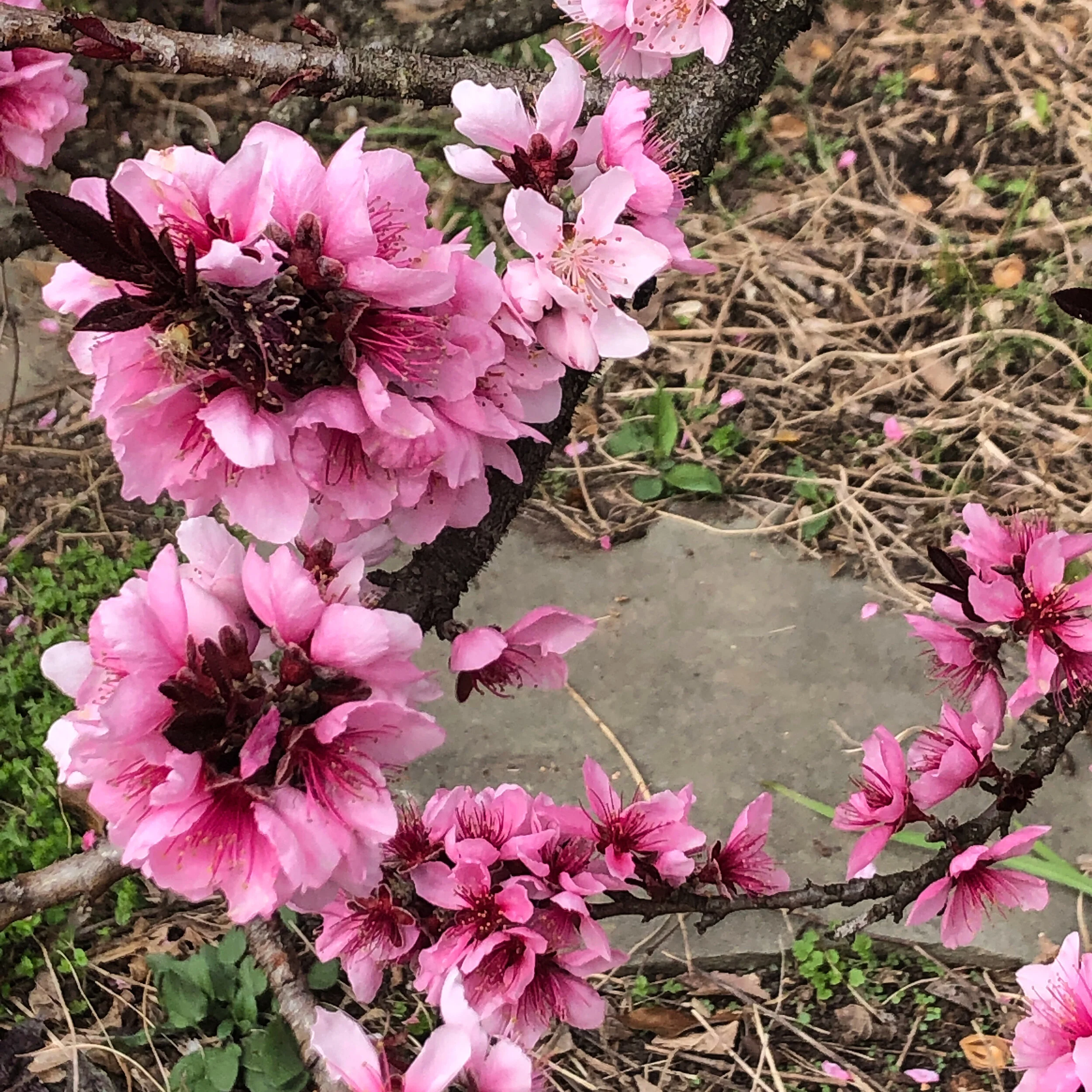 Photos and Memories Inspire a Peaceful "Stroll of Mind"