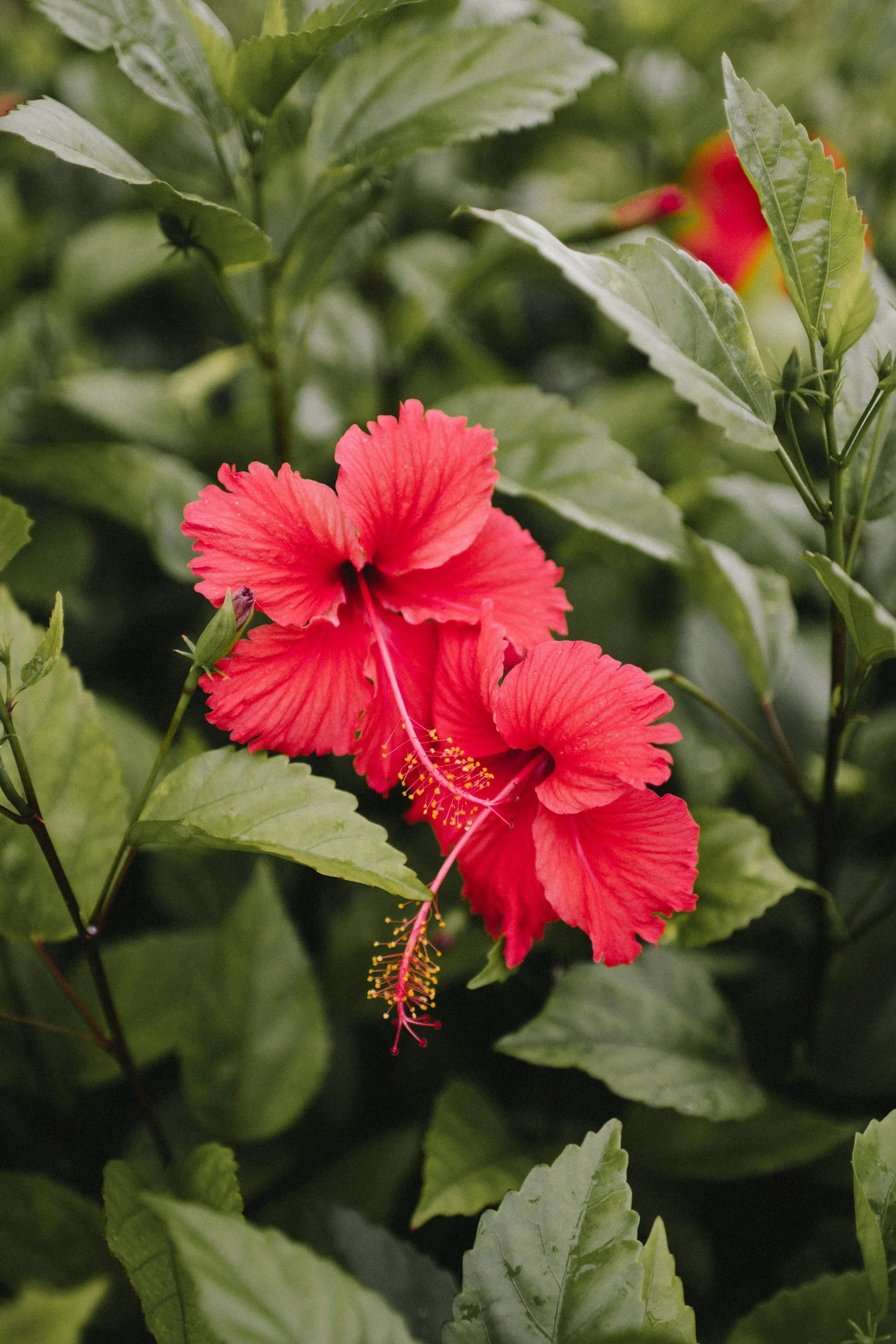 A close-up of a bright pink hibiscus flower blooming among green leaves.