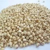 Sorghum-pic.jpg