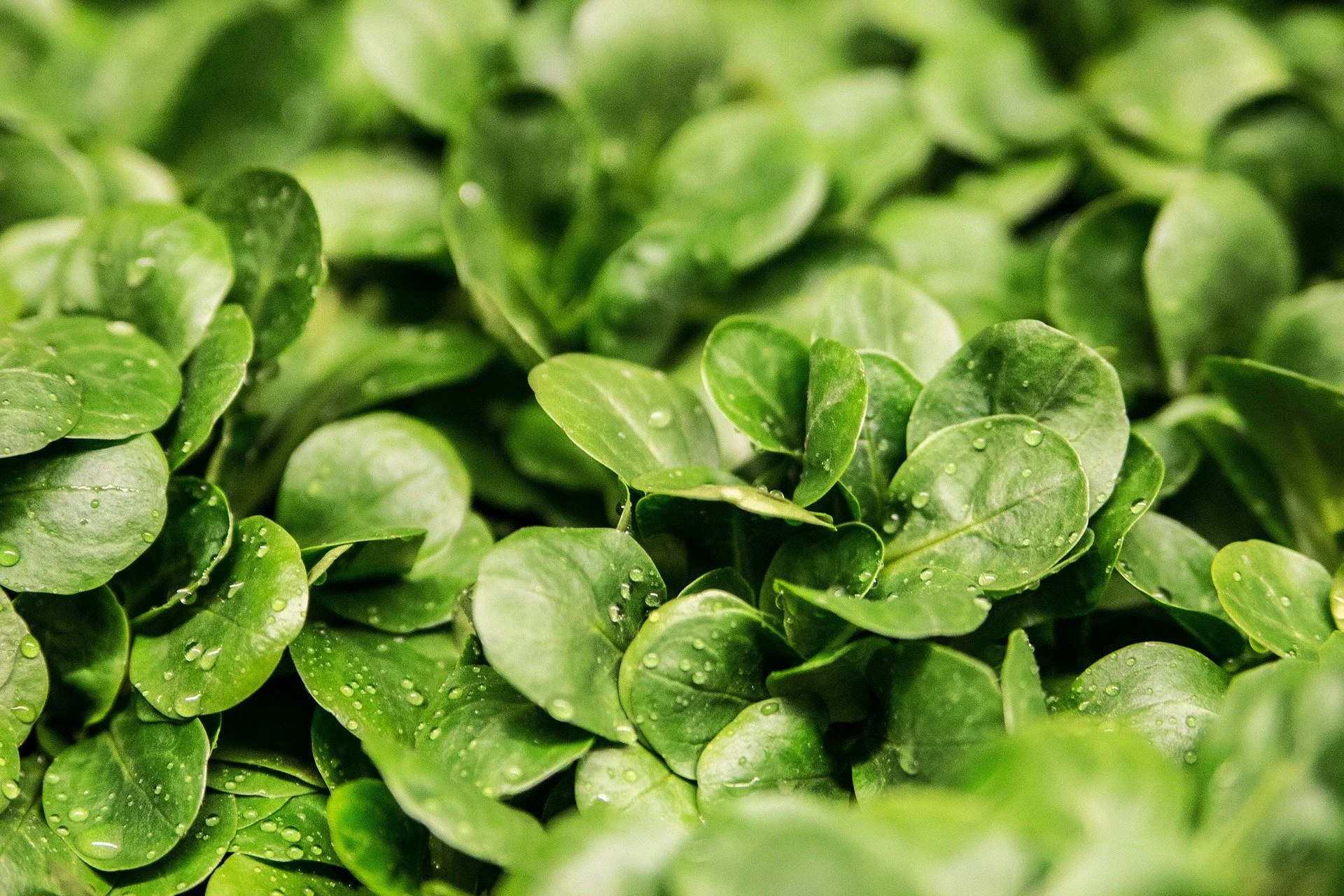 Do You Really Need Leafy Greens?