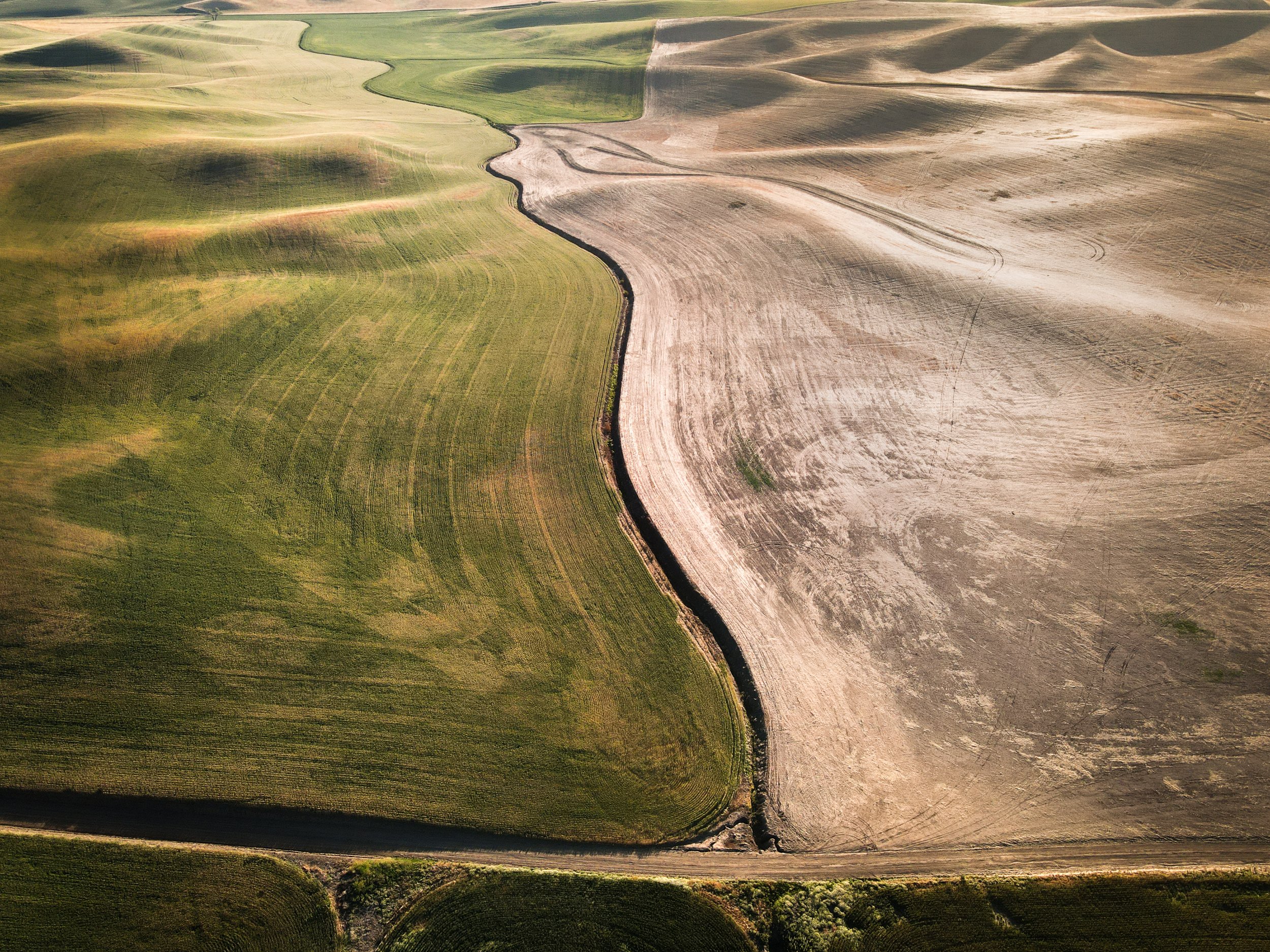 palouse field 1.jpg