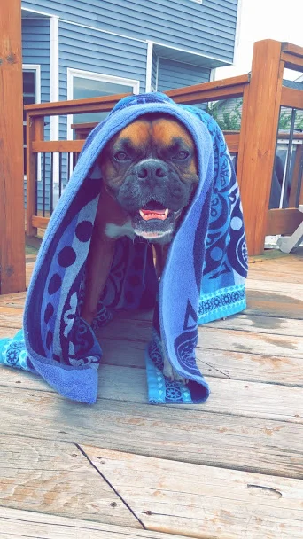 Hugo absolutely loves to be in the pool