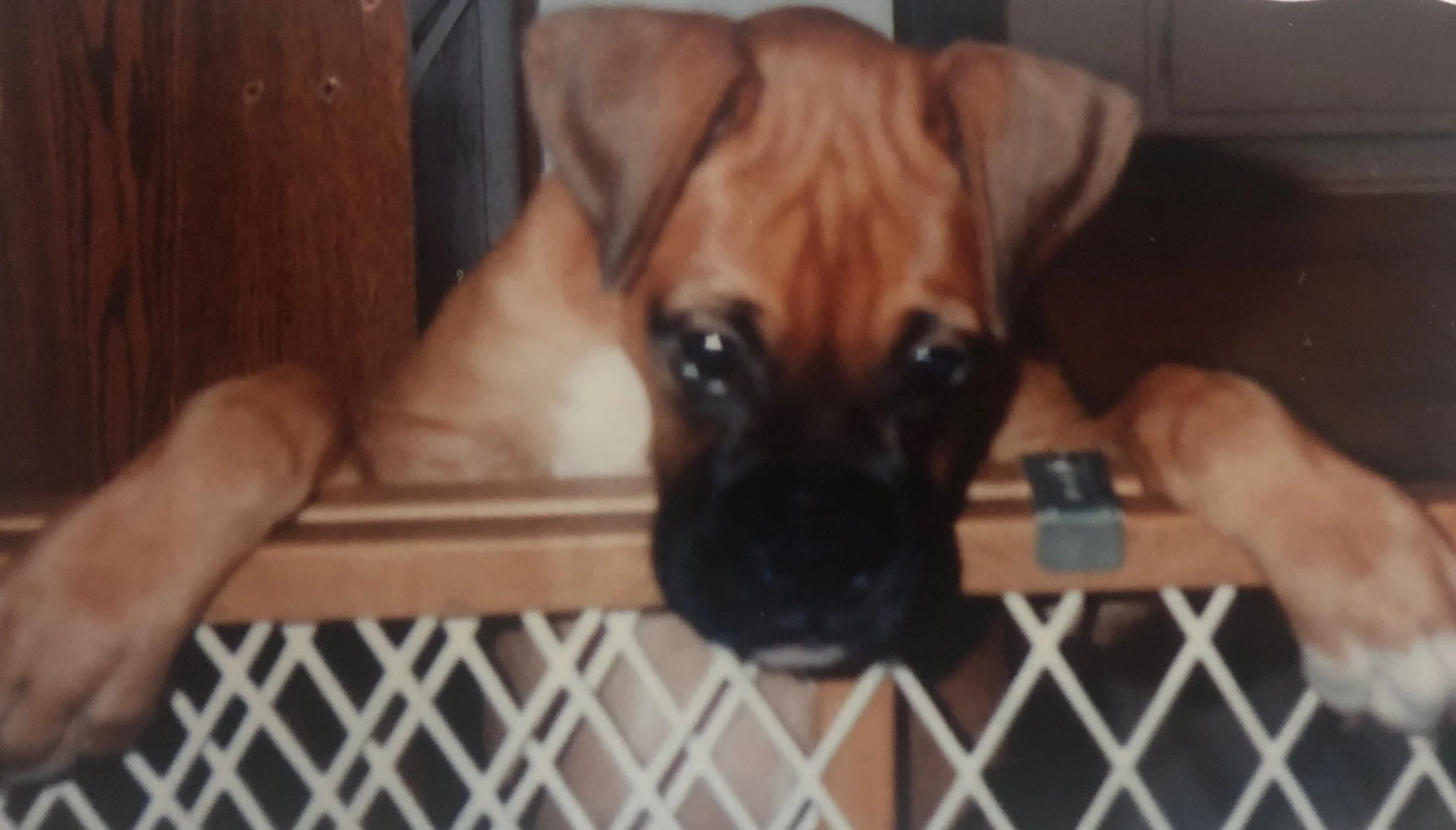 Bruno; the first boxer that stole our hearts