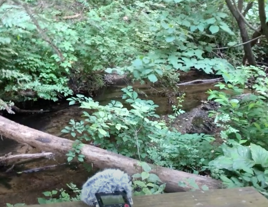 Field Recording: Carl Creek Nature Preserve