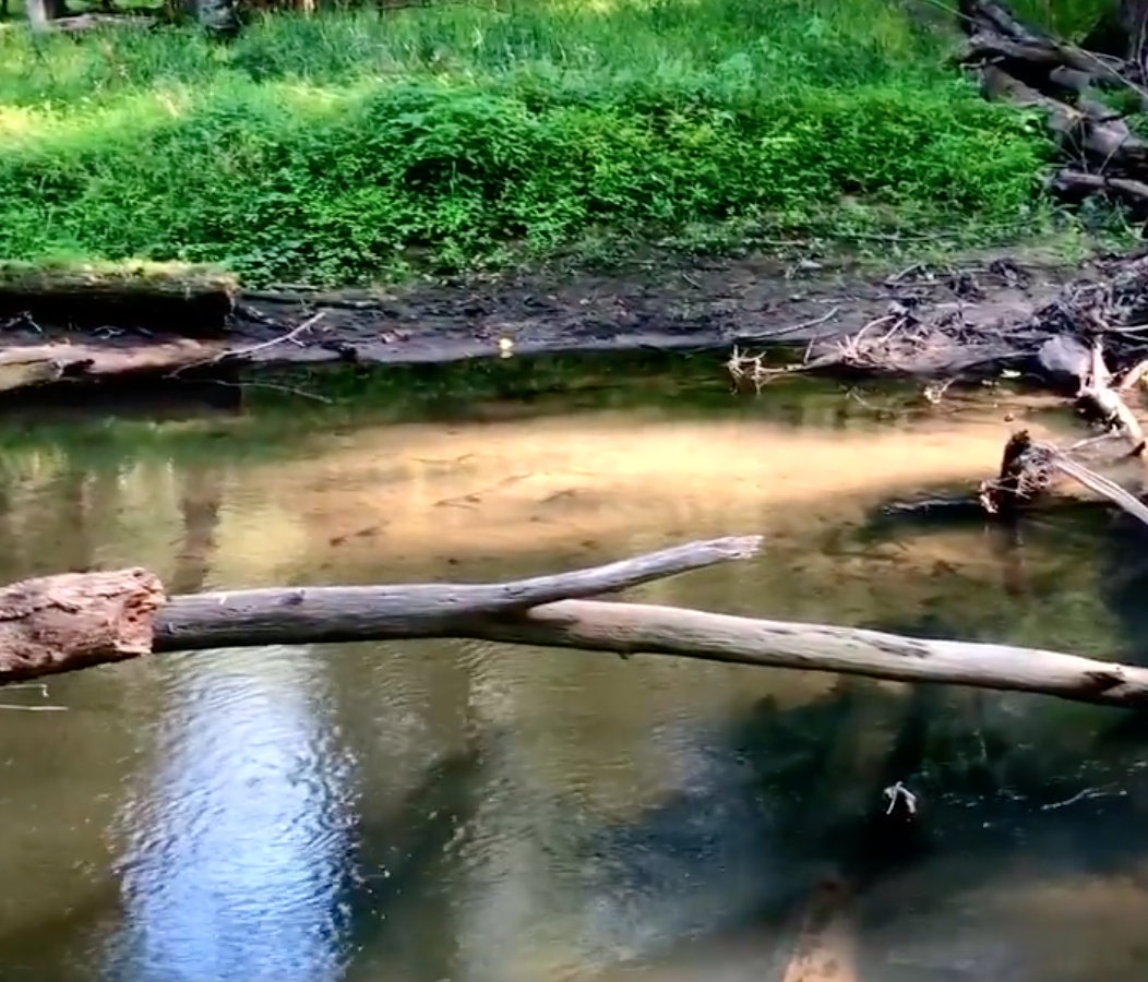 Field Recording: Buck Creek Nature Preserve