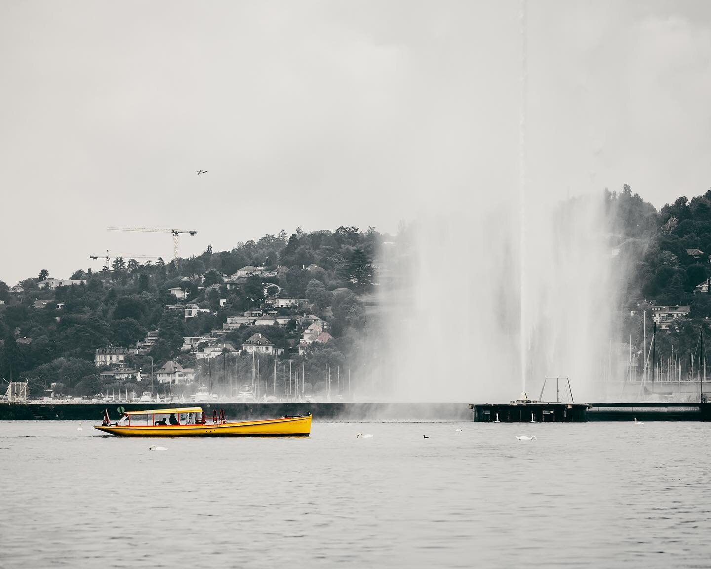 Mes photos pour le concours: #mouettesgenevoises22
@mouettes_genevoises @igersgeneva @tdgch #mouettes #geneve #geneva #geneva #geneve #genevalake #genevalife #genevephoto #boat #boats #yellowboat