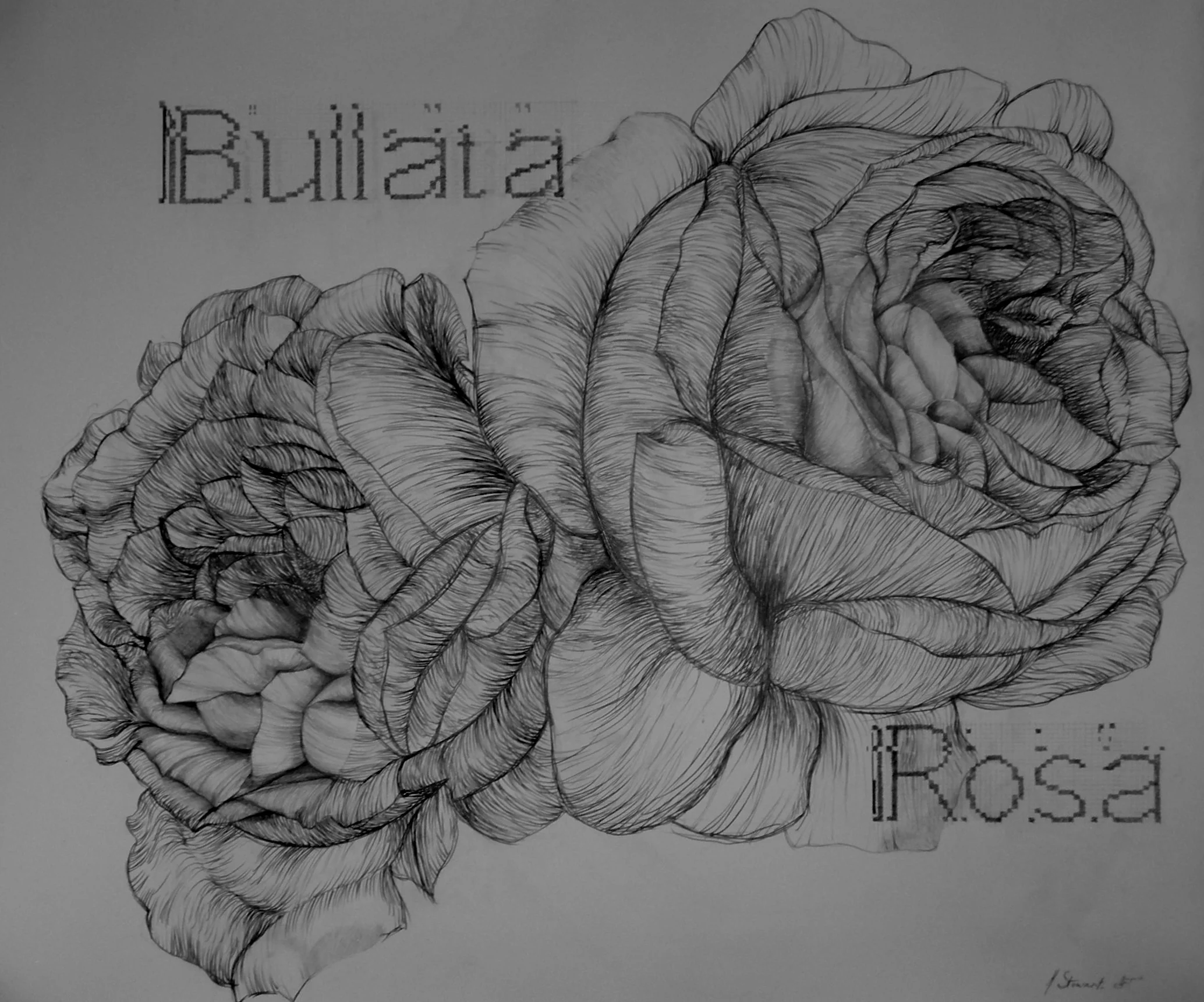Bullata Rosa 2006