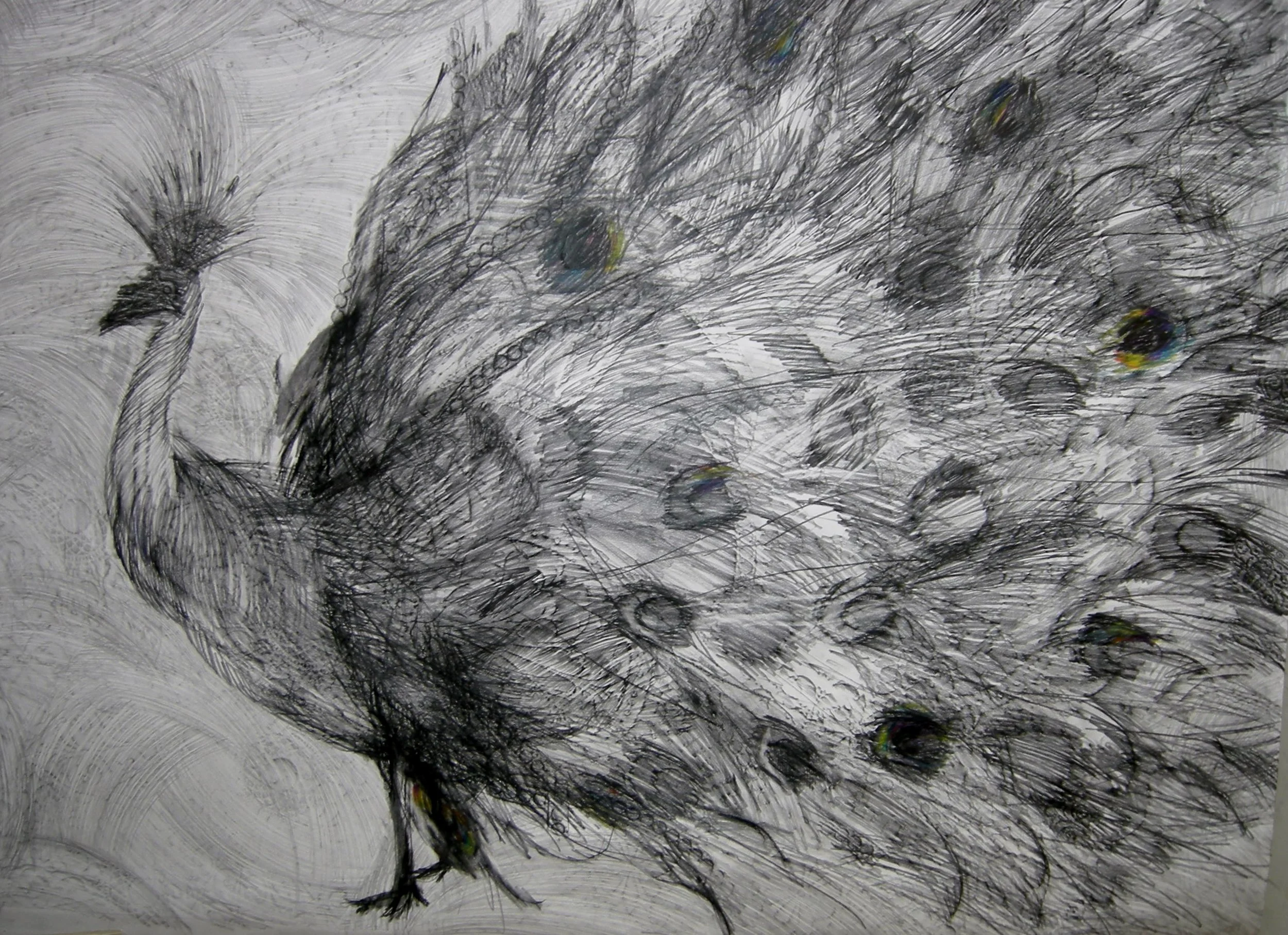 Peacock at Dusk 2013