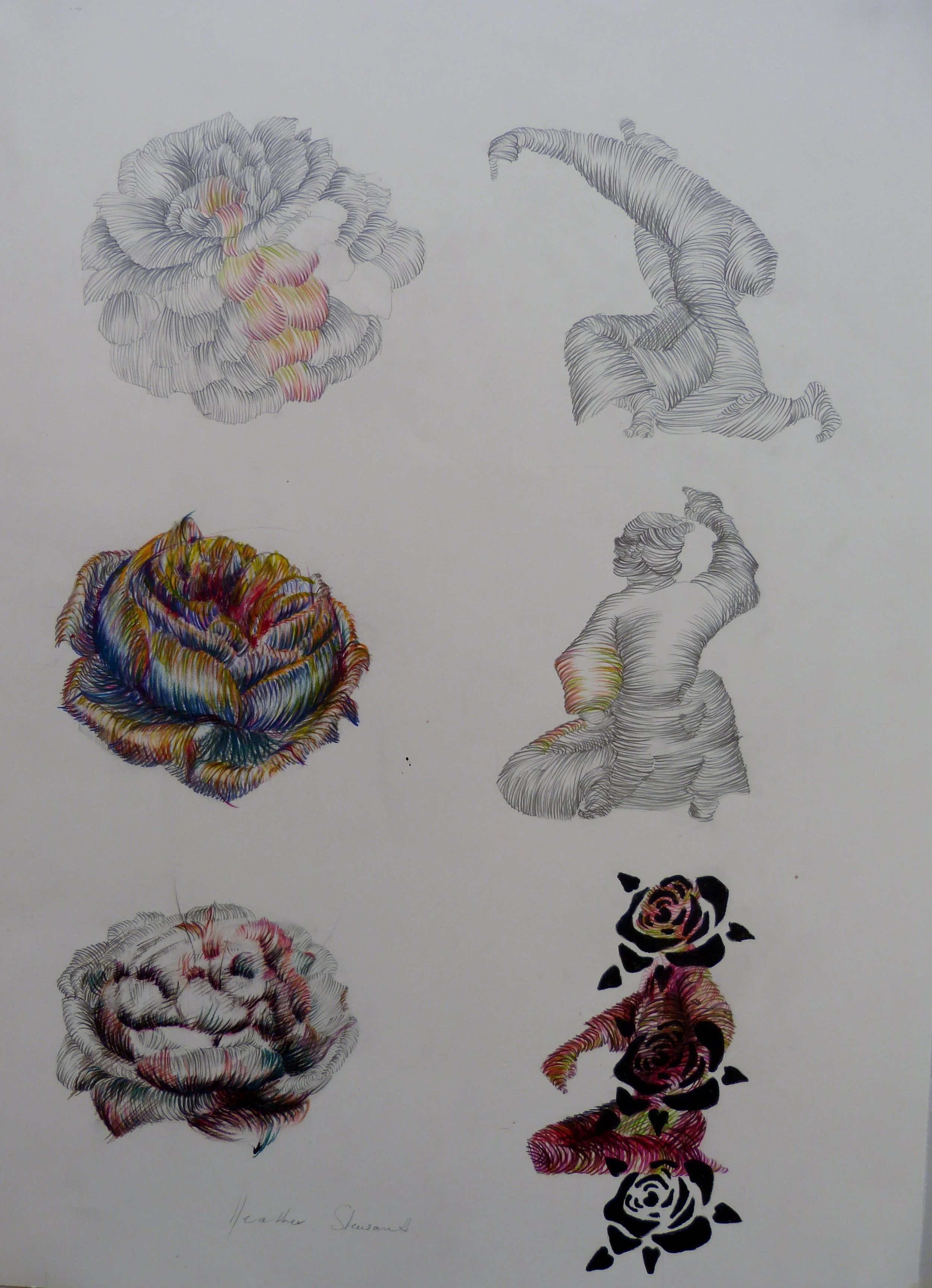 A rose is a rose study 1  2007