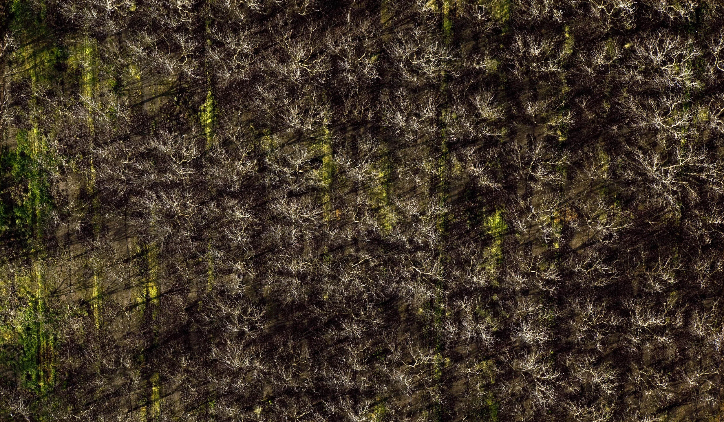 crop2.jpg
