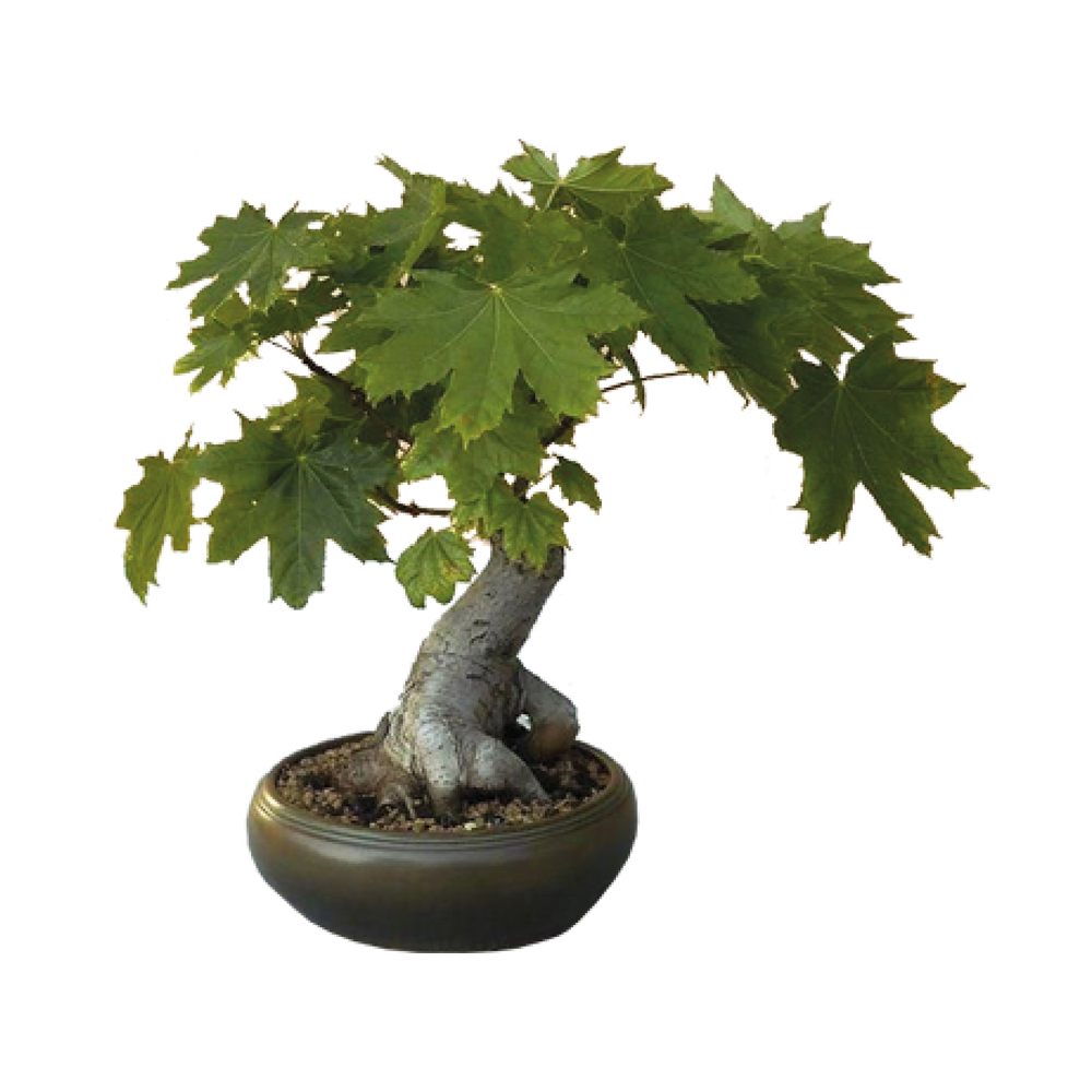 Grow Your Own Bonsai Kit Plant Theory