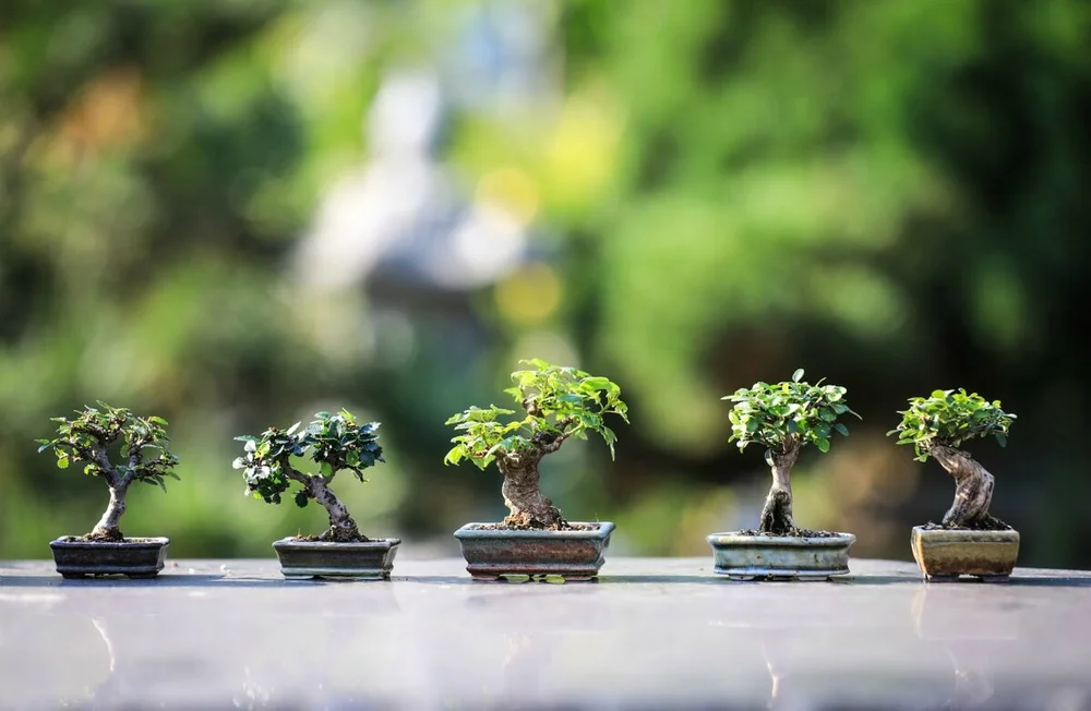 What Is A Bonsai Tree Plant Theory
