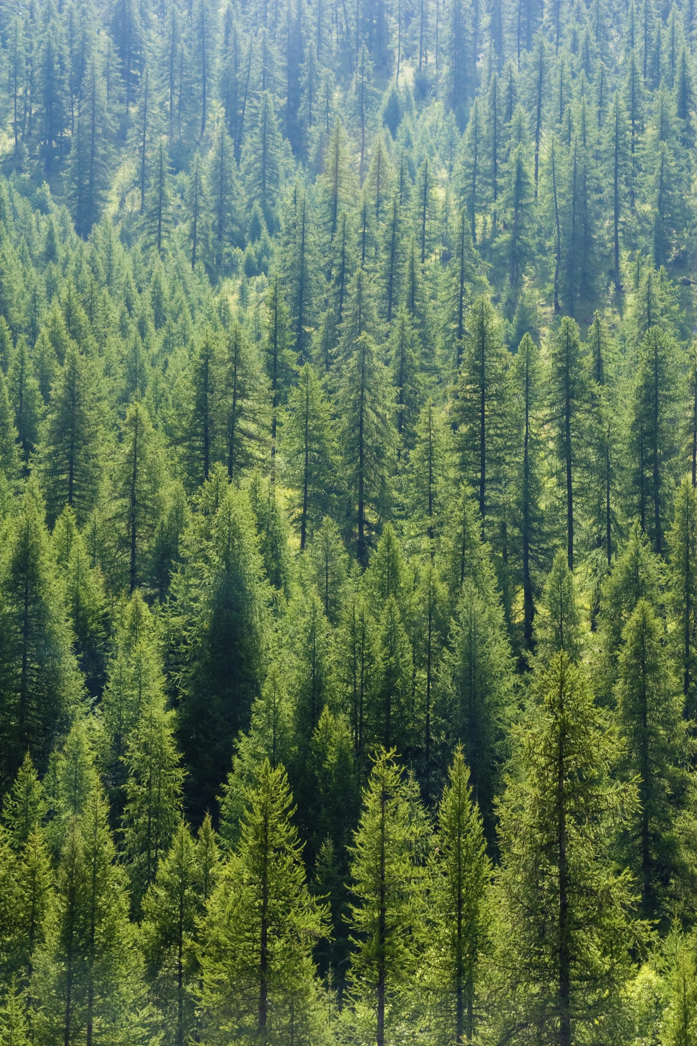 iStock_000005257701Large.jpg