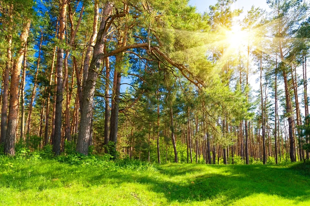 pine-trees-141563365.jpg