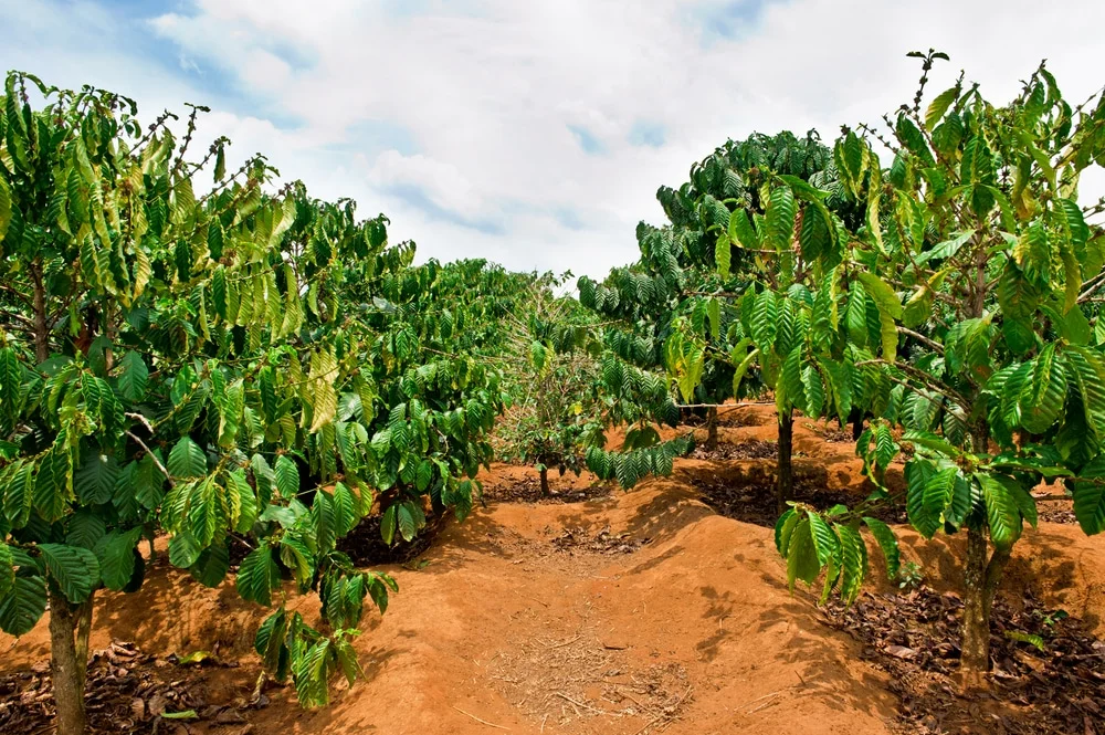 crops-field-99752702.jpg