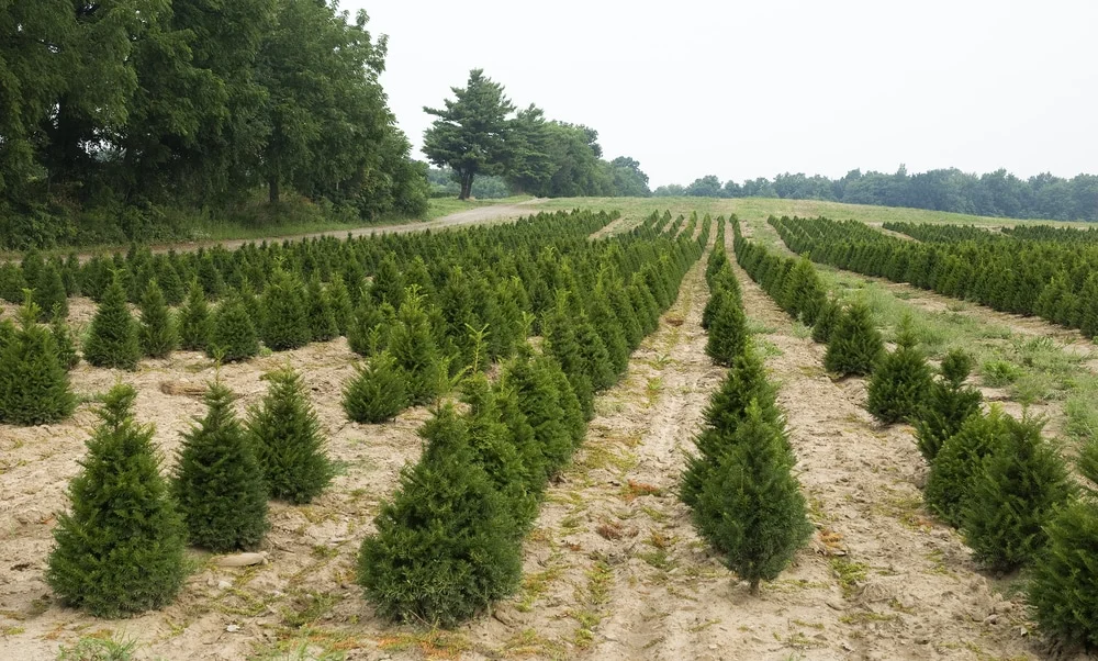 tree-farm-82841620.jpg