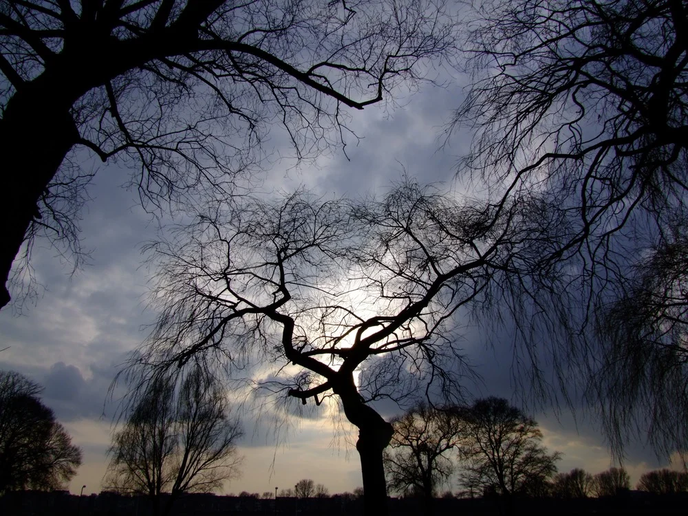 trees-190865.jpg