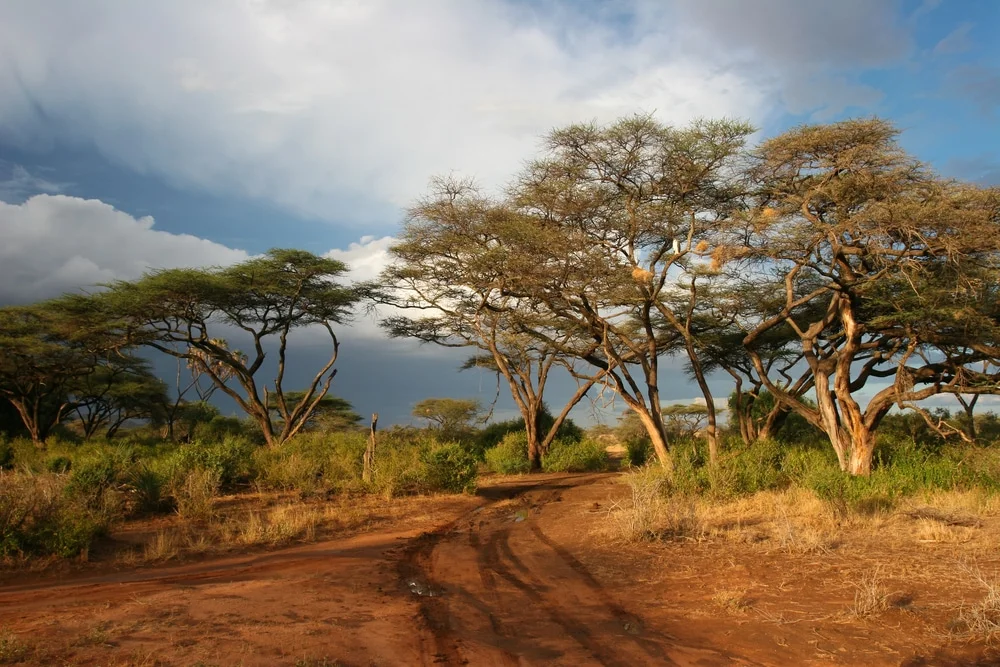trees-77553136.jpg