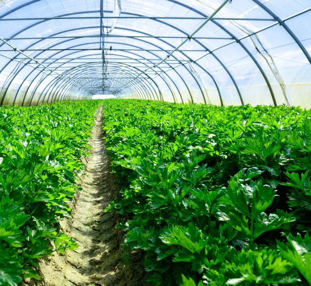 greenhouse-celery-141192763.jpg