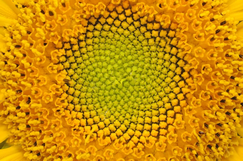 flower-92010326.jpg