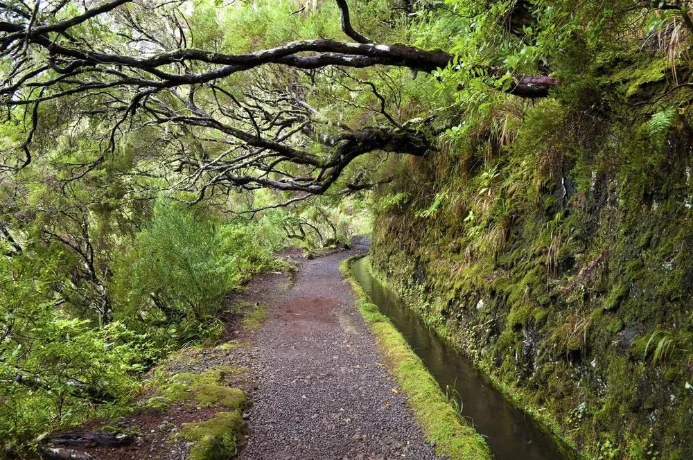foliage-forest-greenery-49538260.jpg