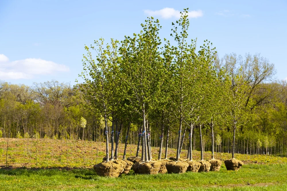 tree-planting-138909866.jpg