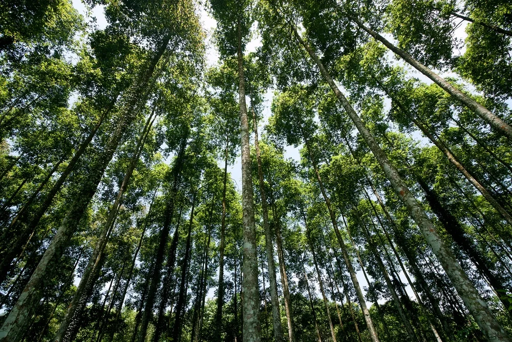 trees.jpg