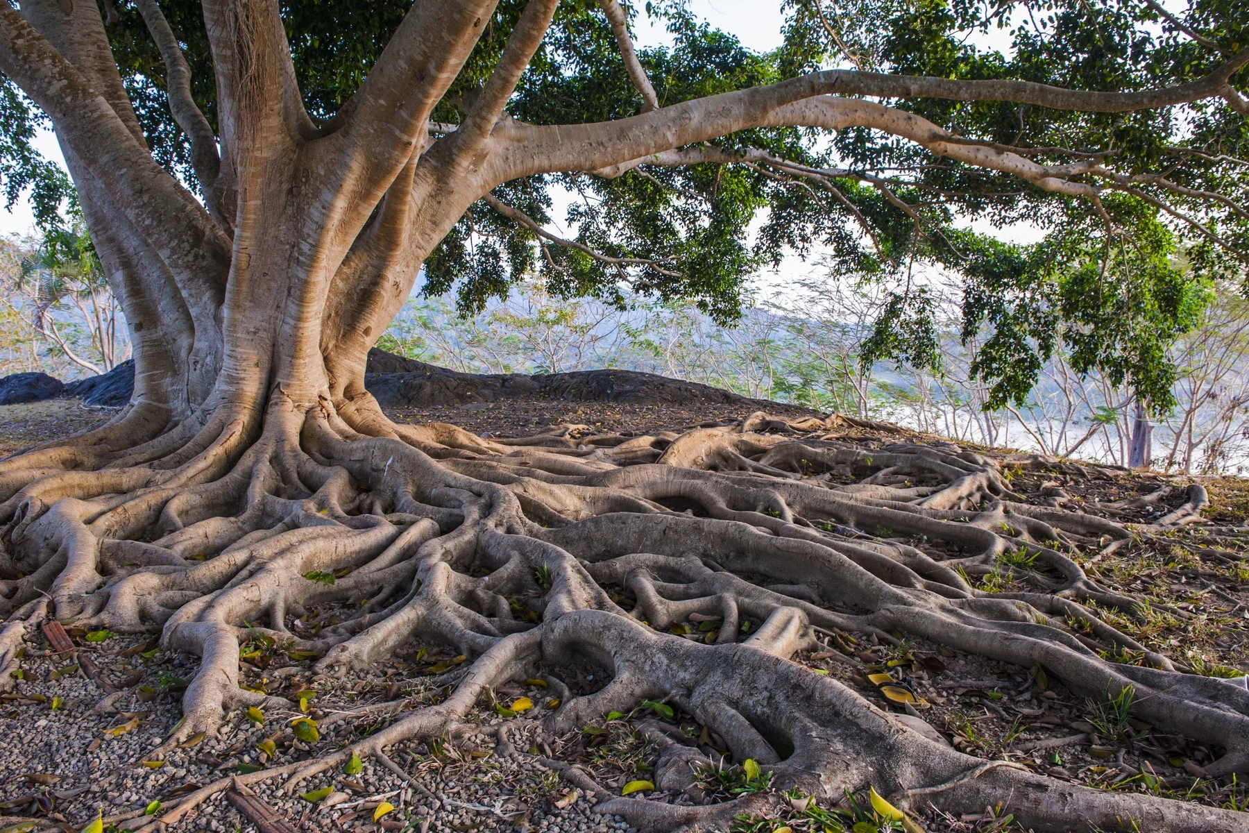 big-tree-roots-128009219.jpg
