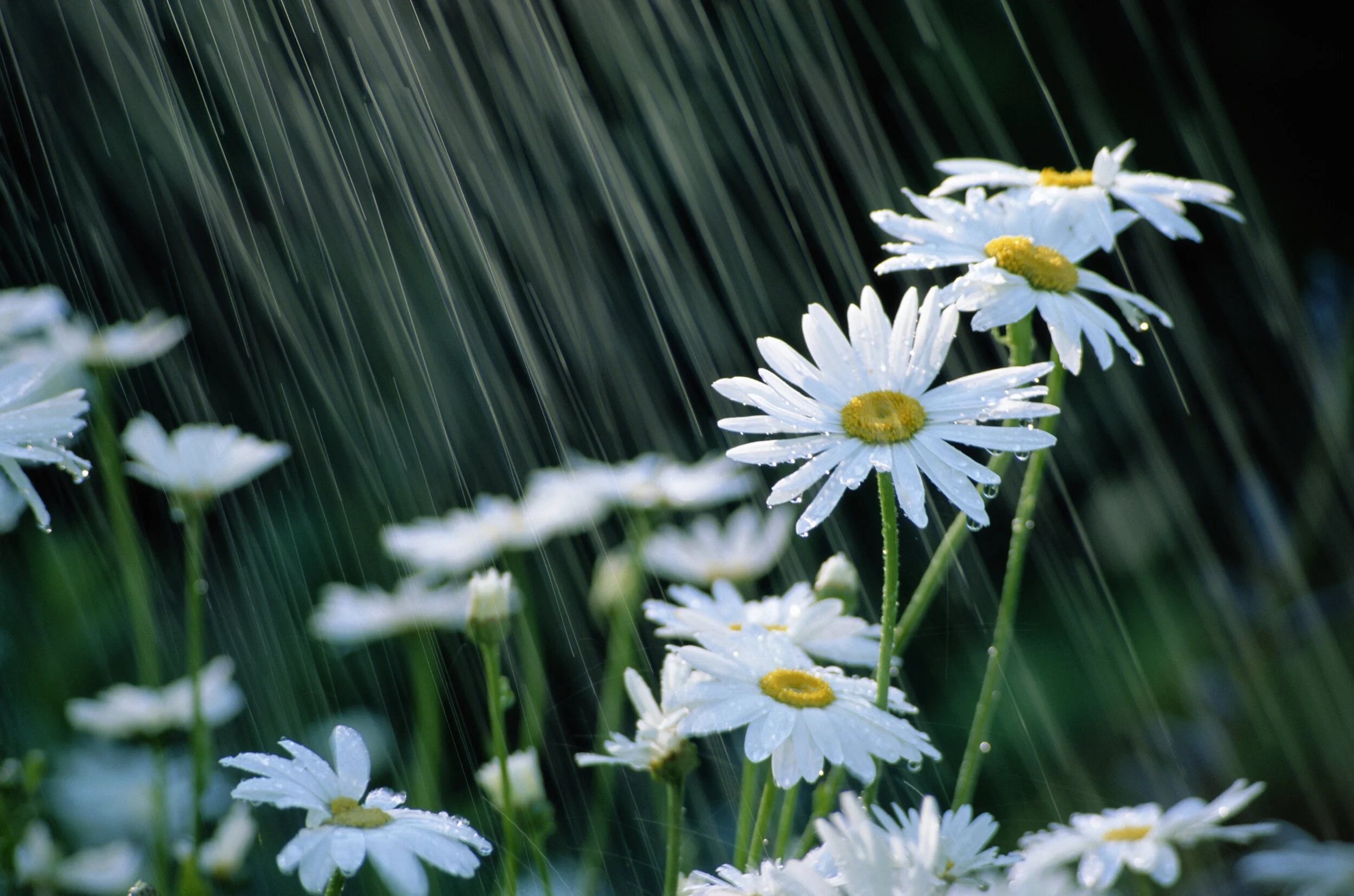 Corporate Sustainability Reputation Matters Most During Crises